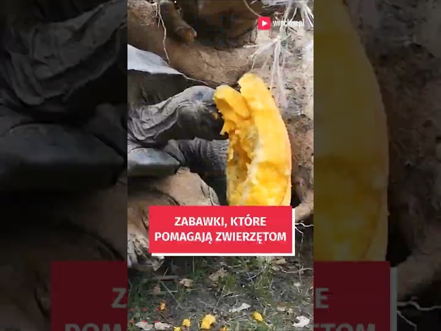 Wideo - Te zabawki pomagają w utrzymaniu formy zwierzętom z ZOO Wrocław #wroclaw