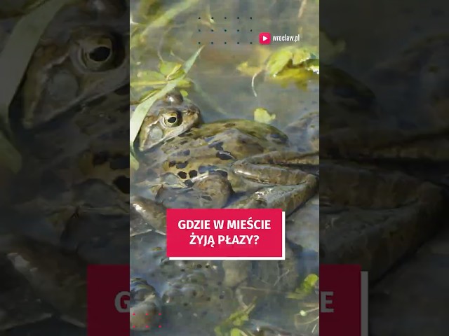 Wideo - Gdzie w mieście żyją płazy? #wroclaw