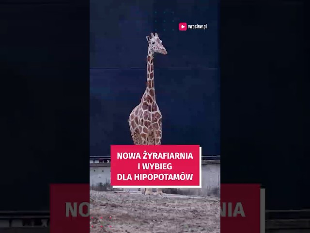 Wideo - Oko w oko w żyrafą. Mega inwestycja w ZOO #wrocław #zoowroclaw