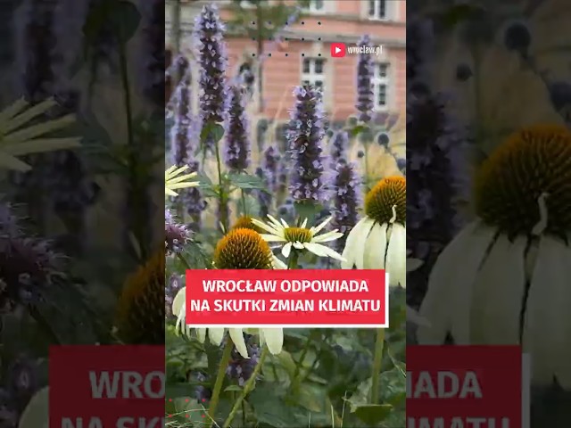 Wideo - To robi Wrocław, aby powstrzymać skutki zmian klimatu #wroclaw