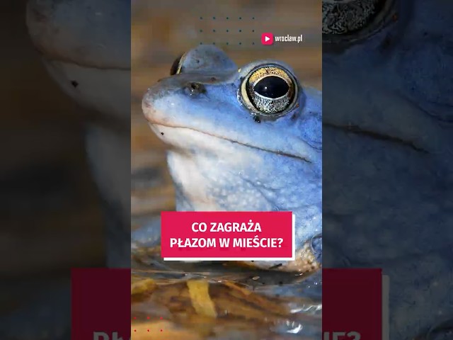 Wideo - Co zagraża płazom w mieście? #wroclaw