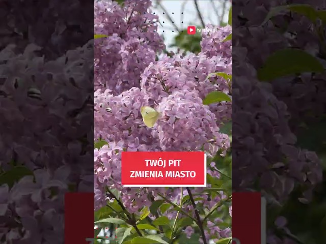 Wideo - Twój PIT zmienia miasto! Rozlicz PIT we Wrocławiu