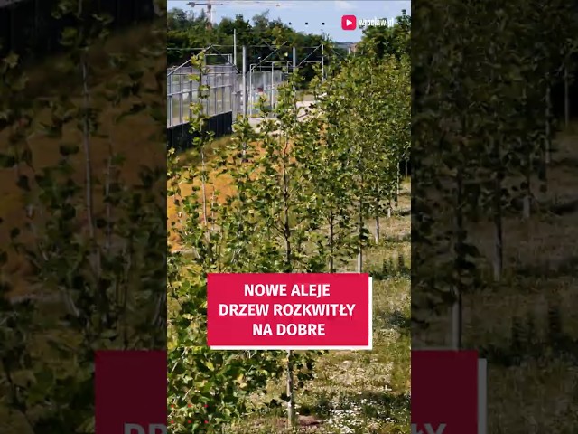 Wideo - Zielone aleje na zachodzie Wrocławia rozkwitły na dobre #wroclaw
