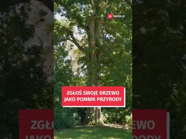 Wideo - Zgłoś wyjątkowe drzewo jako pomnik przyrody - to bardzo proste! #wroclaw