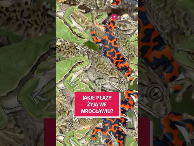 Wideo - Jakie płazy żyją we Wrocławiu? #wroclaw