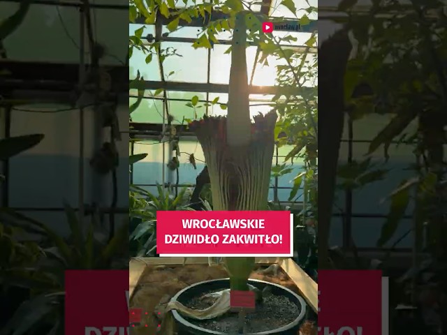 Wideo - Dziwidło zakwitło w Ogrodzie Botanicznym! Zobacz jak wygląda #wroclaw