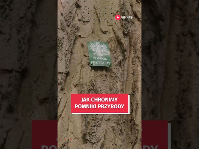 Wideo - Jak Wrocław dba o pomniki przyrody i ile ich jest w mieście? Sprawdź! #wroclaw