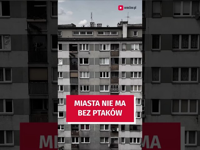 Wideo - Ptaki w mieście. Dlaczego są takie ważne? #wroclaw