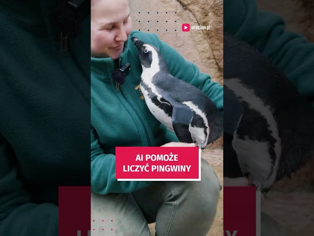 Wideo - AI pomoże liczyć pingwiny! Zobacz jak technologia może ochronić zagrożone populacje #wroclaw