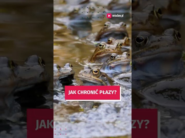 Wideo - Jak chronić płazy w mieście? #wroclaw