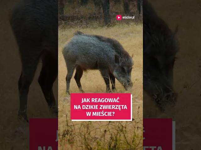 Wideo - Widzisz dzikie zwierze w potrzebie? Zgłoś do odpowiednich służb! #wroclaw