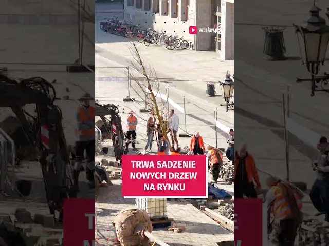 Wideo - Pierwsze drzewa już stoją na wrocławskim Rynku #wroclaw #zielonywroclaw