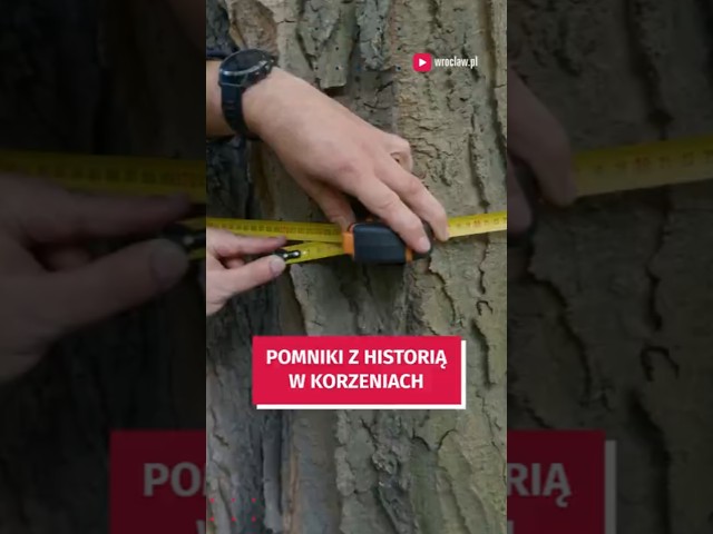 Wideo - Ocal drzewa - zgłoś te najpiękniejsze, które powinny stać się pomnikami przyrody #wroclaw