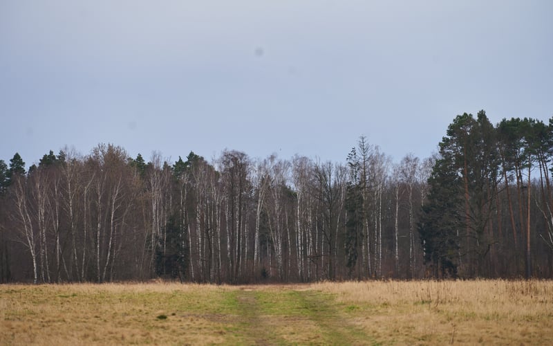 Widok na Las Ratyński