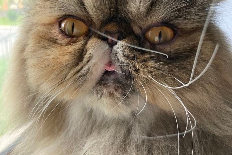 <p>Mortadela jest prawie pięcioletnią kotką perską, kt&oacute;ra uwielbia smaczki z kangura, oglądanie ptaszk&oacute;w za oknem i ganianie piłeczki o 4 rano :)</p>