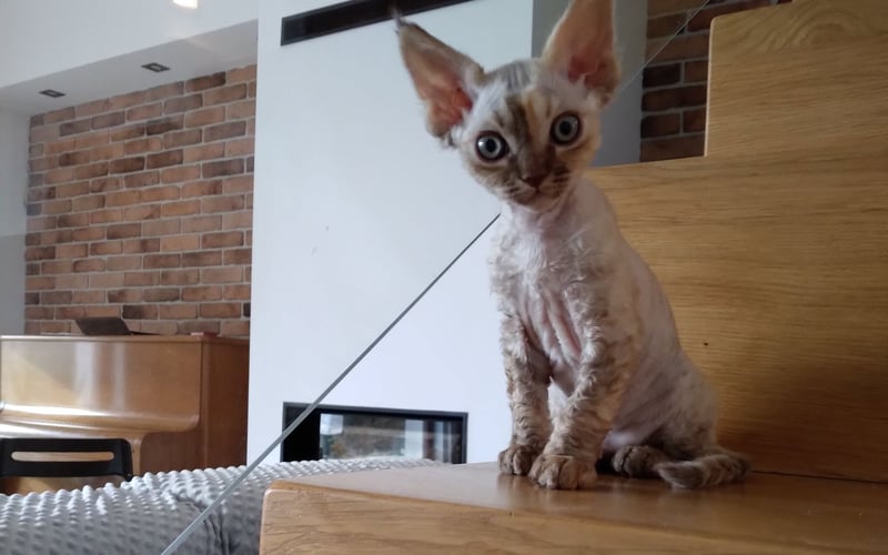 <p>Cudowna kotka rasy Devon Rex. Ma kocie supermoce i patrzy na domownik&oacute;w z wyraźnym przekonaniem, że to my wprowadziliśmy się do niej. Ogon lemura, uszy rysia, oczy niewiniątka.</p>