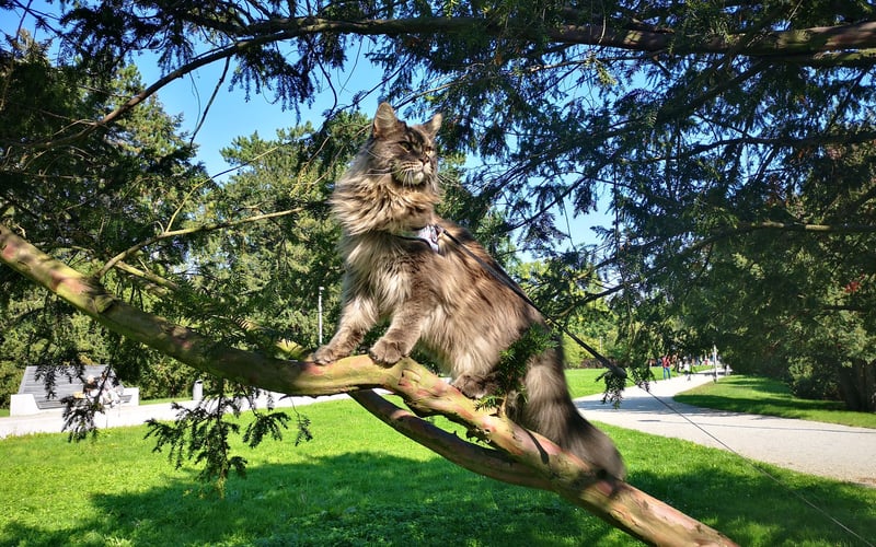 <p>Frodo dostał zadanie zniszczenia tego "jedynego" pierścienia. Lubi spacery po śr&oacute;dziemiu oraz polowanie na gobliny.</p>