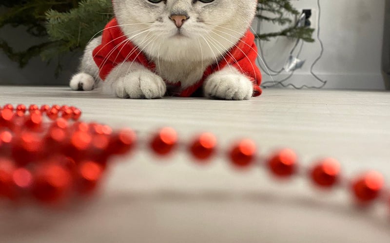 <p>Federica to najszczęśliwszy kot brytyjski o najpiękniejszych zielonych oczach.</p>