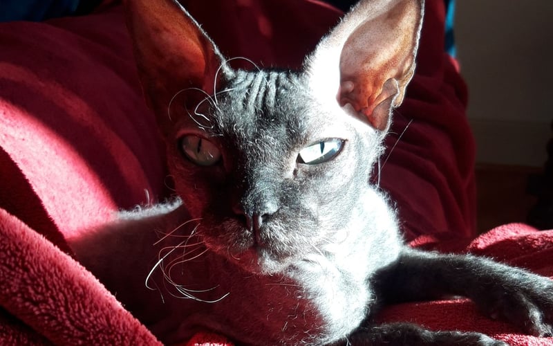 <p>Uratowana z wojennej zawieruchy 4-letnia koteczka w typie devon rex. Mila to gaduła i przytulas z zamiłowaniem do gonitw za piłeczką.</p>