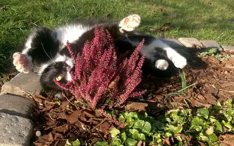 Kitek w swoim czarno-białym garniturku uwielbia towarzyszyć domownikom podczas prac w ogrodzie. W okresie zimowym niesamowity leniuch z niego.