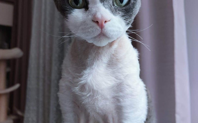 Devon rex