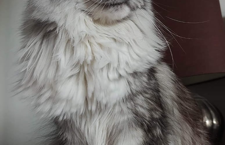 Pandora to bardzo towarzyska kotka rasy Maine Coon. Uwielbia "śpiewać" kocie piosenki, a w wolnych chwilach leżakuje lub szoruje szafki, aby dostać się do sekretnych smakołyków :)