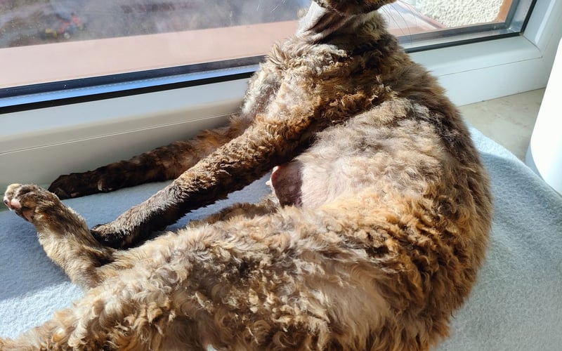 <p>Clio - piękna kocia dama Deovon Rex uwielbia odpoczywać w promieniach słońca.</p>