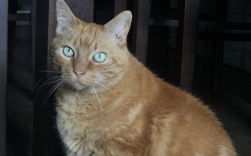 <p>14-letni kot europejski domowy. Spokojny i przyjacielski. Kot rudy z jasnozielonymi oczami.</p>