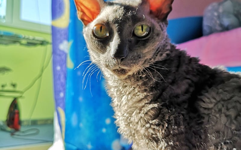 Alisa przeprowadziła się z Białorusi i już ponad rok upiększa jedno z mieszkań Wrocławia! Ma charakter, jakby miała błękitną krew. Jest rasy Cornish rex i ma 12 lat :)