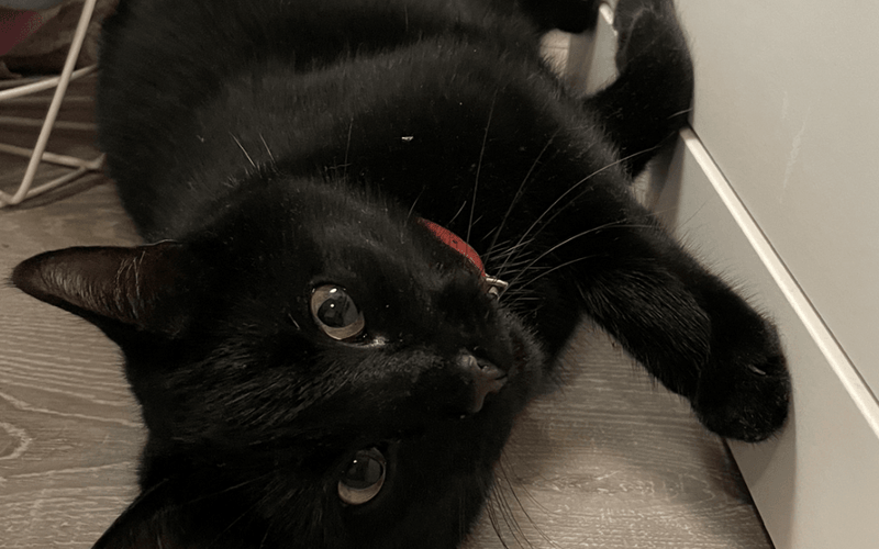 Luna to kochający, piękny, czarny kot. Jest w naszym domu od dwóch lat. Uwielbiamy z Nią spędzać czas.