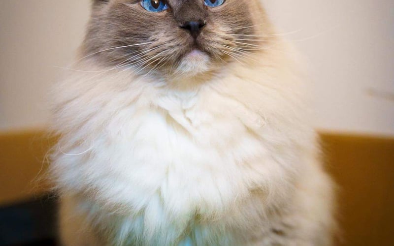 Beethoven jest dostojnym kotem, w teorii niskopodłogowym, ale dostał się nieraz na najwyższe półki w mieszkaniu. Jest bardzo towarzyski, a jego oczy skradły niejedno serducho.