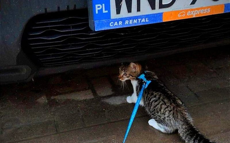 Jestem Leoś. Lubię chodzić na spacerki i szukać katalizatorów pod samochodami. Moje zainteresowanie samochodami zaczęło się od tego, kiedy popsułem tacie pierwszy model. Lubię jeździć z tatą samochodem, ale tylko wtedy kiedy nie zabiera mnie do weterynarza.