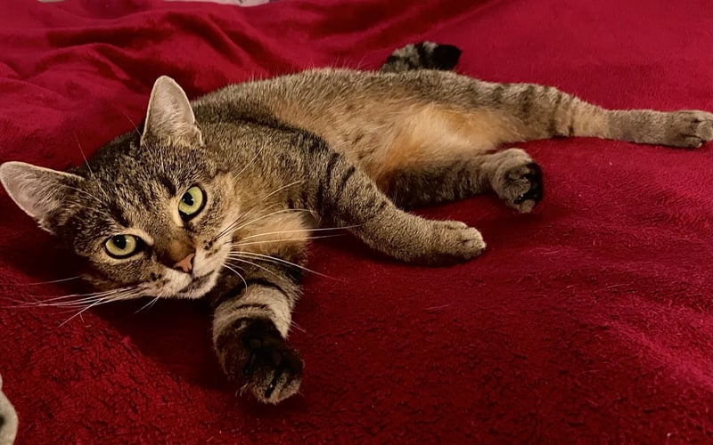 Harley to wiecznie głodna kicia typu dachowca, a mimo to wyróżnia się pięknym i ciekawym umaszczeniem sierści. Dwa lata temu stała się kotką domową, a od października jest dumną mieszkanką Wrocławia. Większość czasu śpi, ale uwielbia się też bawić i obserwować miasto przez okno.