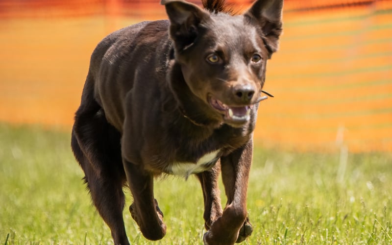 Mój pies rasy kelpie. Razem biegamy w agility.Bardzi szybki,posłuszny i wrażliwy przyjaciel.