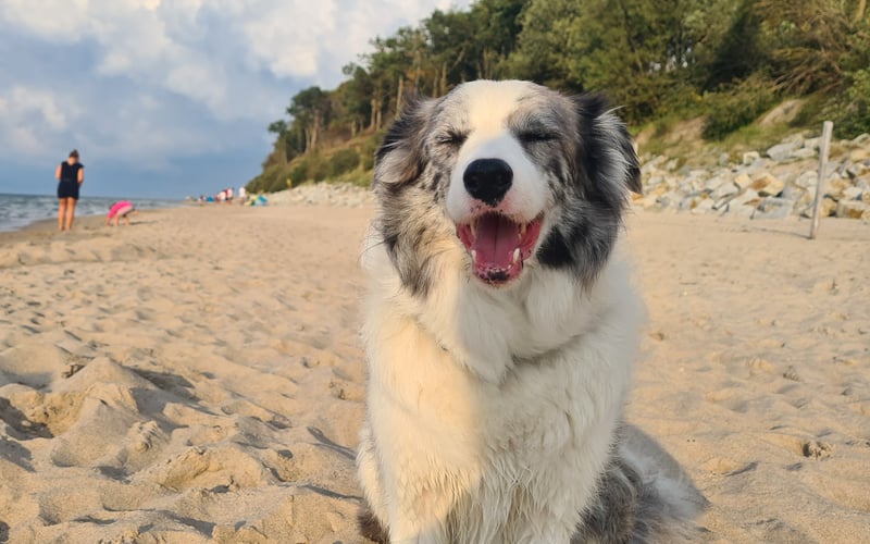 Cześć,  Pixel jest 4 letnim pieskiem rasy border collie. Właśnie wracamy znad morza i mamy parę fajnych fotek do pokazania! Pozdrawiamy:)