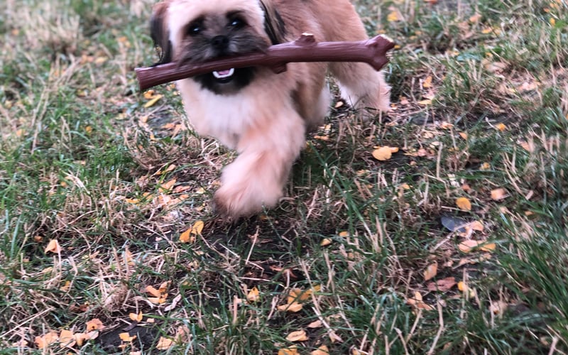 Lunia 1 września skończy dziewięć miesięcy, jest krzyżówką Szpica i Shih tzu i jest najukochańsza.