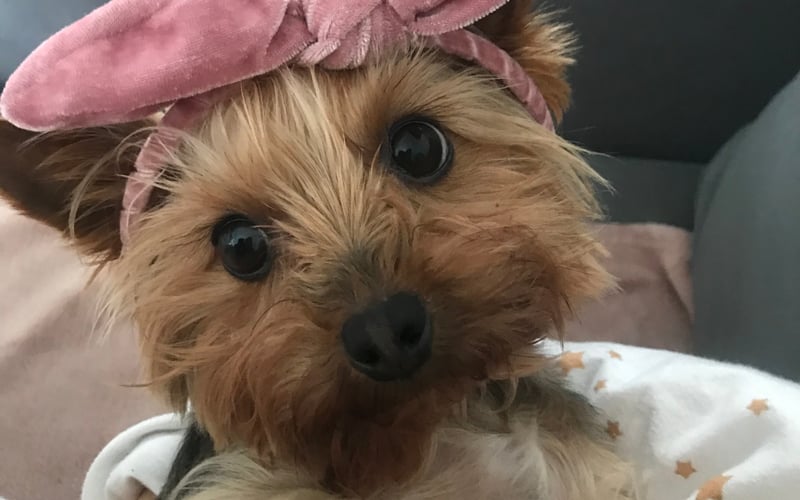 5-letni Yorkshire Terrier najsłodsza suczka Gaja