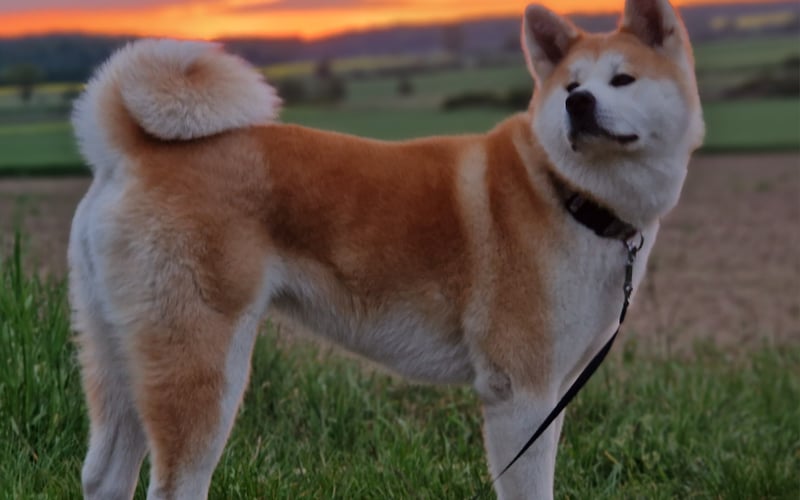 NAMIKO jest 1,5roczną suka rasy akita. Niesamowicie przyjacielska o czym powie każdy spotykający ją. Wiera i lojalna :) oczko w naszej głowie. Pełna gracji i elegancji- dostojna i madra! Nasza rodzina :) kochamy.