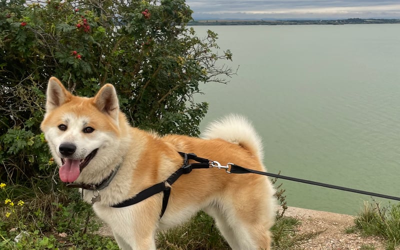 Bailey jest półtorarocznym, rudopłowym owczarkiem japońskim, rasy Akita Inu. Jest pieskiem energicznym, sprytnym, zabawnym i bardzo troskliwym, nie ufa obcym, ale dla swojej rodziny jest oddanym stróżem i kochaną pieszczotą. Bailey uwielbia się bawić, podróżować autem i chodzić na długie spacery. Jest najlepszym i najpiękniejszym psiakiem na świecie.