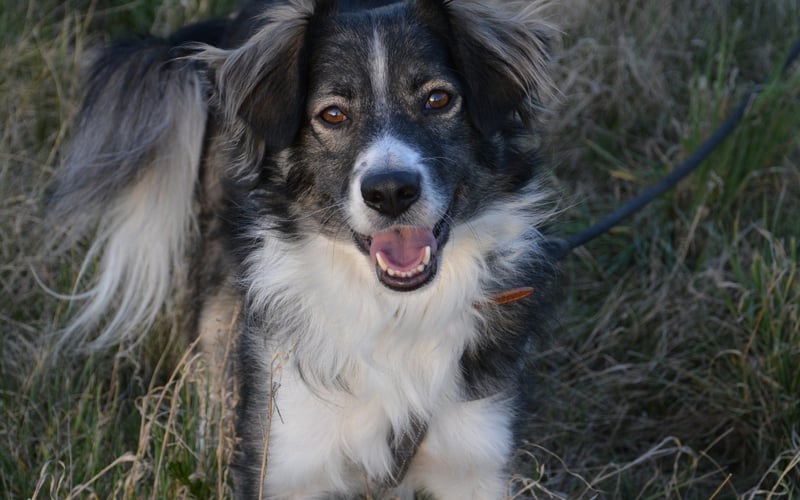 Mario - pies w typie Border Collie. Adoptowany z Fundacji Oleśnickie Bidy. Chłopak dużo przeszedł, jednak odnalazł się i codziennie pokazuje jak bardzo jest wdzięczny. Jest kochany, mądry i szybko się uczy.