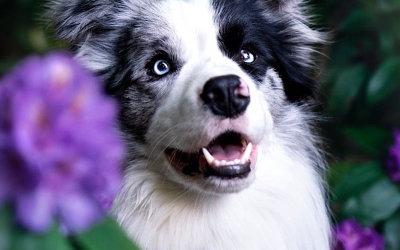 3 letni Border Collie z Wrocławia :)