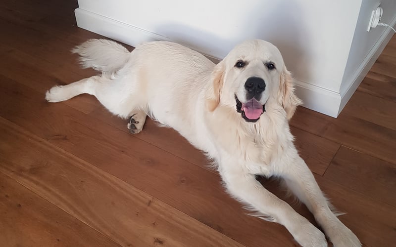 Cześć,
mam 11 miesiecy...no prawie. Jestem rasy Golden Retriver, choć niektórzy biorą mnie za Owczarka Podhalańskiego. Lubię wodę, świetnie pływam, uwielbiam bawić się szarpakiem i chrupać duuuze kości! Mniam...chyba dla tego moja waga już przekroczyła 35 kg. Daj znać jak chciałbyś się pobawić troszkę.