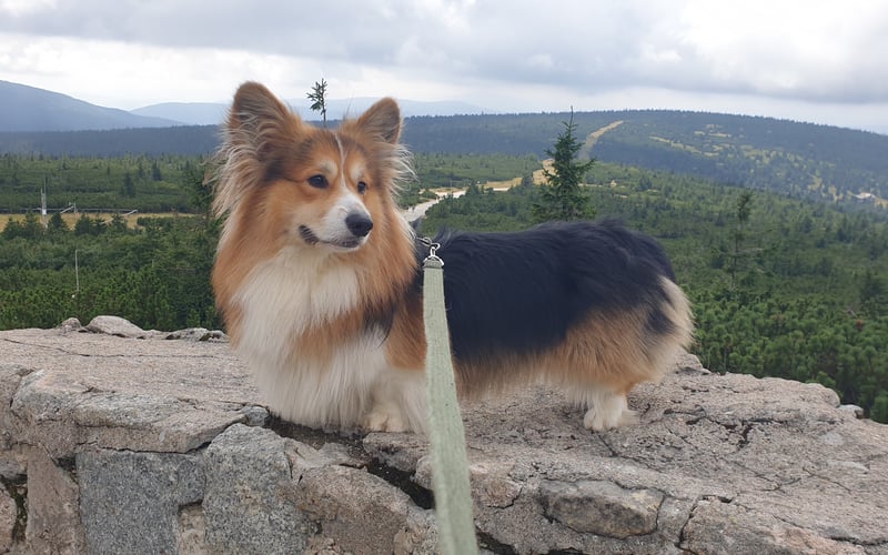 Ulubieniec wszystkich kto jego zobaczy :) 
Piesek rasy Welsh Corgi Pembroke (fluffy). Jest unikalny :) Wszyscy jego kochają kiedy zobaczą :)