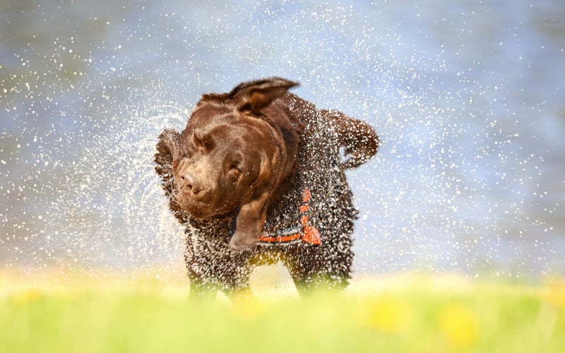 Iris, 8-letnia czekoladowa labradorka. Kula miłości, szczęścia i radości. Pies leśno-polno-rzeczny. Cudowna towarzyszka plenerów fotograficznych i wędrówek po dolnośląskich szlakach. Aporterka, pływaczka, miłośniczka przyrody...