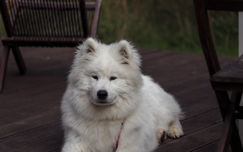 Ośmiomiesięczny samoyed - kochający pieszczoty, swój szarpak oraz deszczową pogodę. Król dzielnicy Lipa Piotrowska.