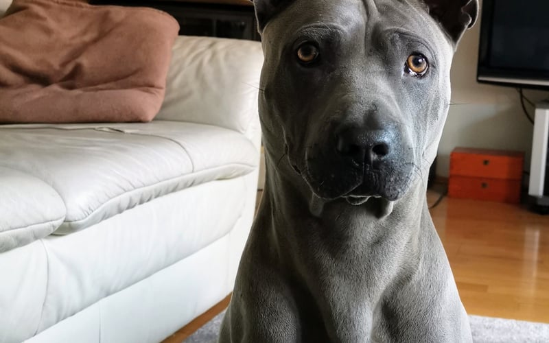 Harry ma 5 lat i jest bardzo przytulaśnym przedstawicielem rasy Thai Ridgeback. Uwielbia każdego, kto się na niego spojrzy ;)