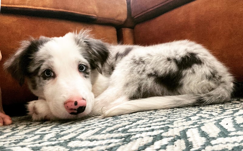 Border Colie blue merle