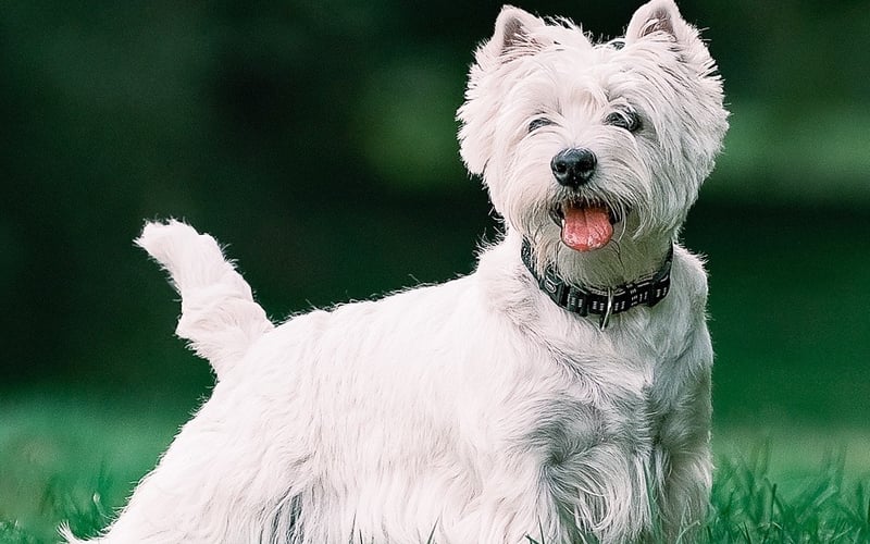 Emma jest dziesięciomiesięczną suczką rasy West Highland White Terrier z nieprawdopodobnym jak przystało na terriera temperamentem, można rzec, że to mały diabełek skrywający się pod anielską szatą.