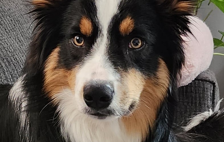 Border collie
Najmadrzejsze i najladniejsze psy na swiecie