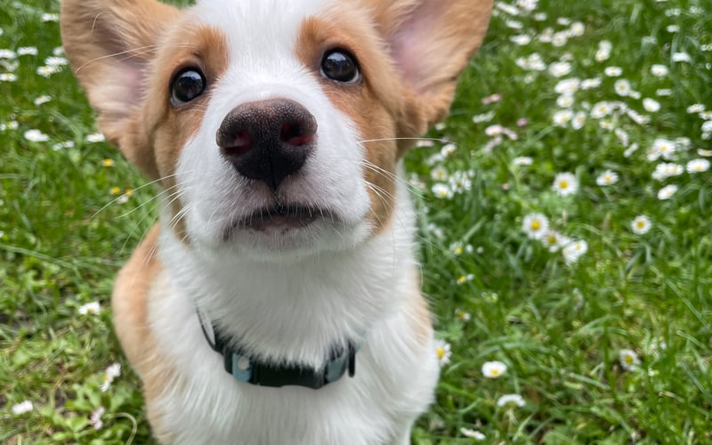 Mevo, Welsh Corgi Cardigan 6 msc.